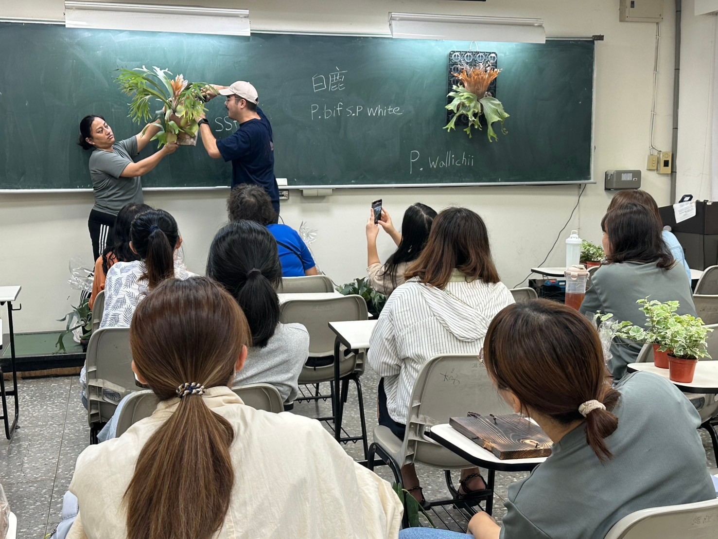 113-1 原來這麼美 / 鹿角蕨之藝